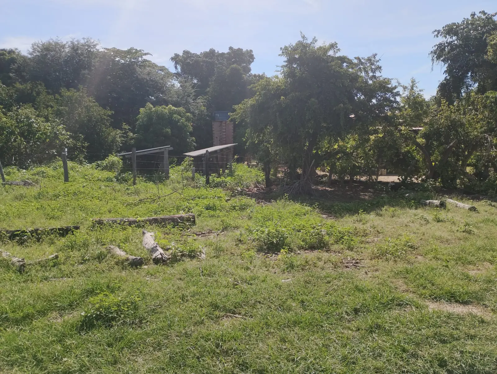 Foto 3 de Área de Terra – 800 Hectares – Riachão das Neves