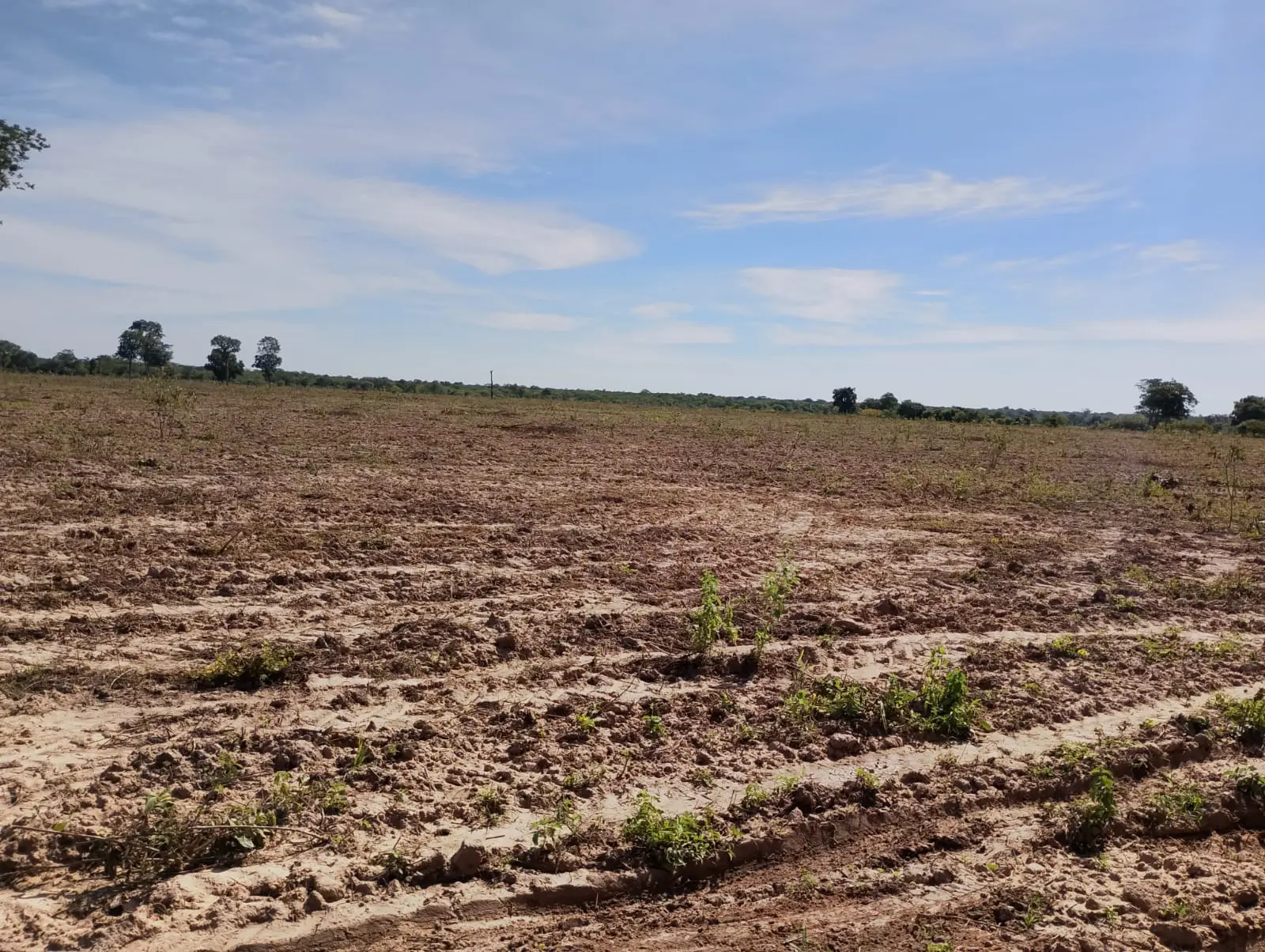 Foto 2 de Área de Terra – 800 Hectares – Riachão das Neves